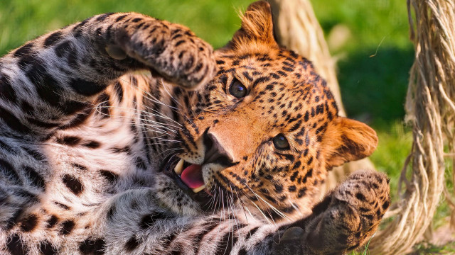 Leopard laying back grass open free wallpaper - medium preview image