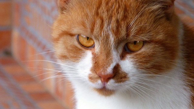Cat brick wall floor closeup free wallpaper - medium preview image