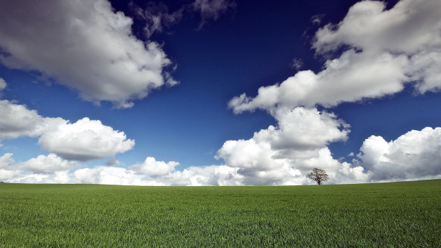 Lone tree green field blue #10 free wallpaper - medium preview image