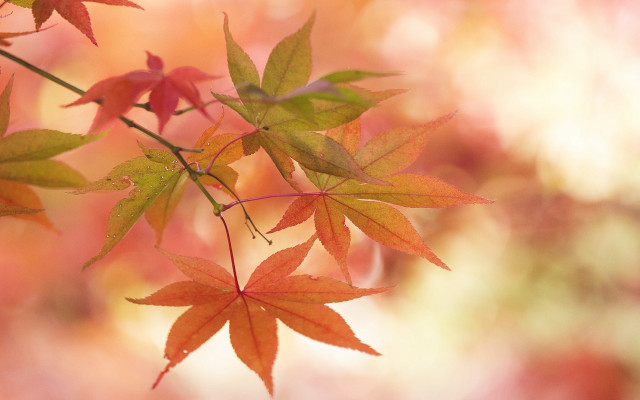 Autumn leaves bamboo branch sunset free wallpaper - medium preview image