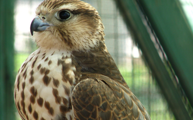 Bird spotted on branch caged free wallpaper - medium preview image