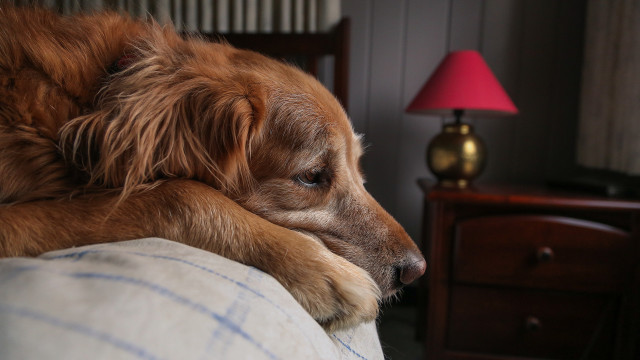 Dog couch pillow lamp dresser free wallpaper - medium preview image