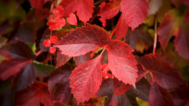 Red leafy plant autumn macro free wallpaper - medium preview image