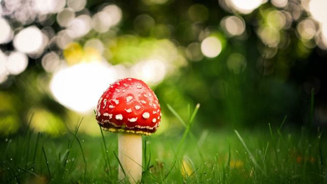 Red mushroom green field forest free wallpaper - medium preview image