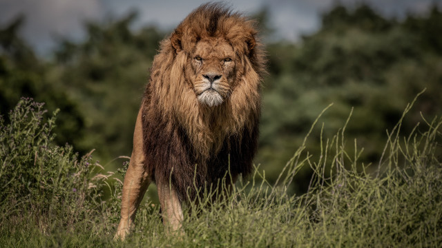 Lion green field trees bushes free wallpaper - medium preview image