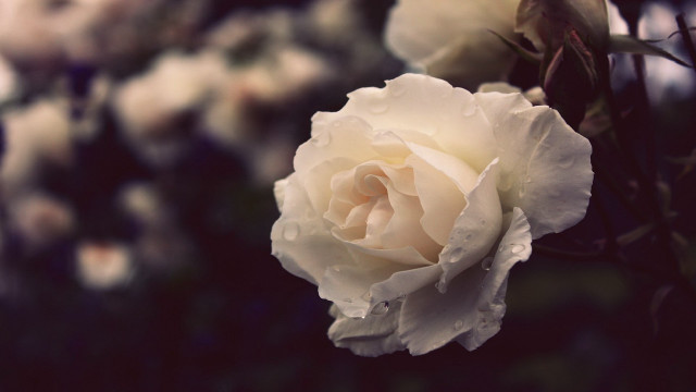 White rose water droplets blurry free wallpaper - medium preview image