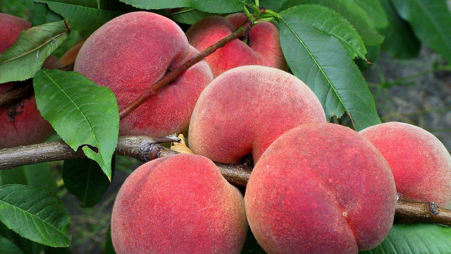 Peaches hanging branch leaves macro free wallpaper - medium preview image