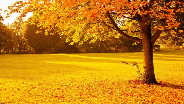 Tree yellow leaves park fence free wallpaper - medium preview image