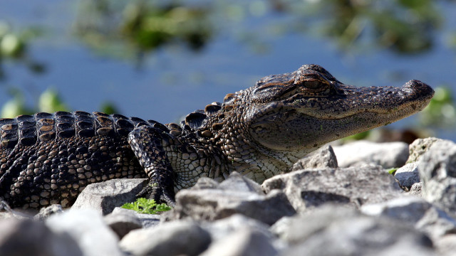 Alligator rocks water trees outdoors free wallpaper - medium preview image