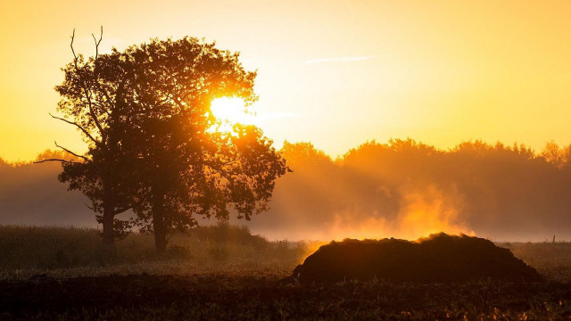Tree fog sunset autumn leaves free wallpaper for desktop - medium preview image