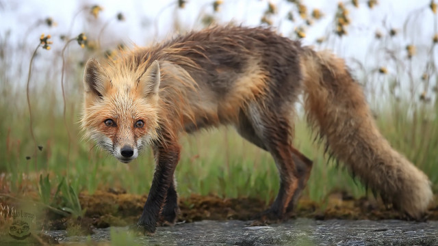 Red fox field tall grass free wallpaper - medium preview image