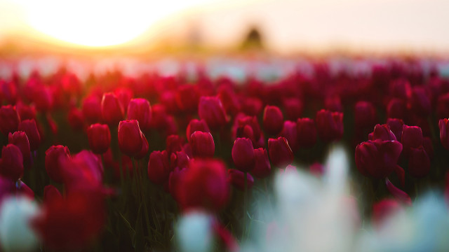 Tulip flower field bokeh sunset free wallpaper - medium preview image