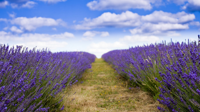 Lavender field clouds path mountain free wallpaper - medium preview image