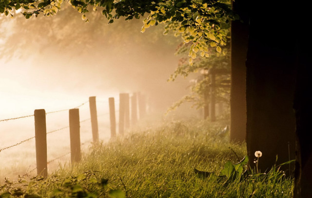 Fence field fog sunset sunflower free wallpaper - medium preview image