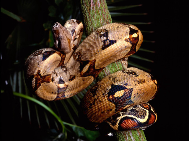 Large snake tree branch black free wallpaper - medium preview image