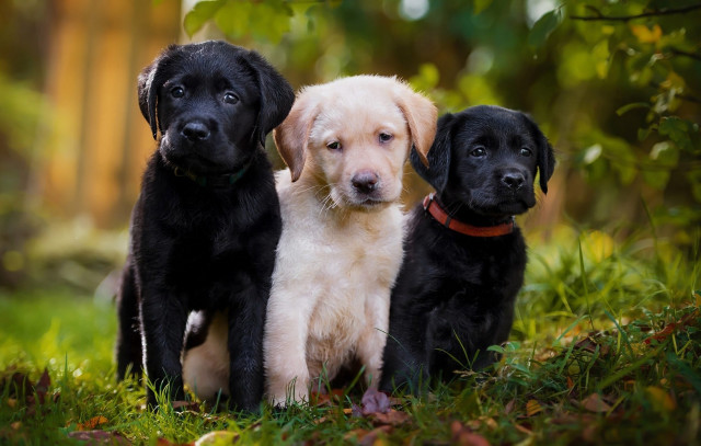 Puppies black white sad grass free wallpaper - medium preview image