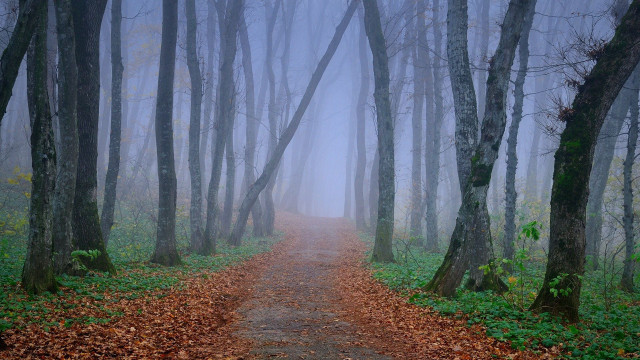 Foggy bamboo path gothic forest free wallpaper - medium preview image