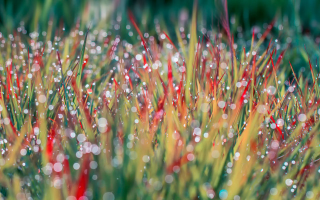 Grass water droplets red flowers free wallpaper - medium preview image