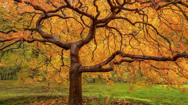 Yellow leaves park tree background free wallpaper - medium preview image