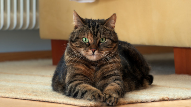 Cat serious green eyes rug free wallpaper - medium preview image