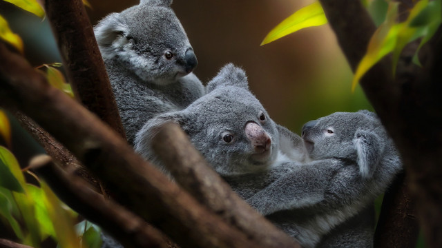 Koalas tree holding head wildlife free wallpaper - medium preview image