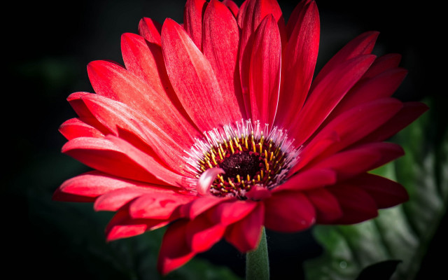 Red flower green stem black free wallpaper - medium preview image