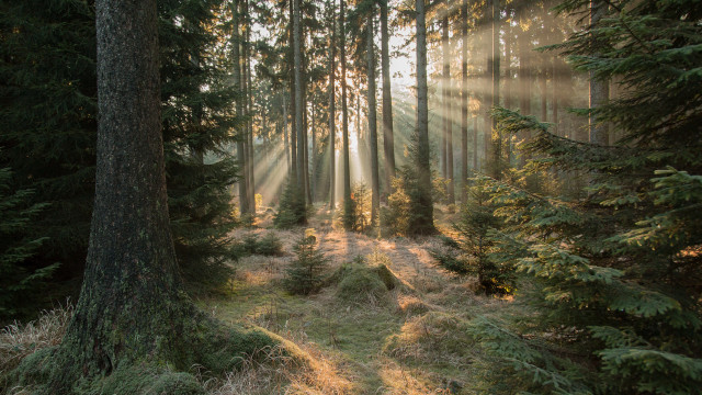 Forest path sunbeams grass tree free wallpaper - medium preview image