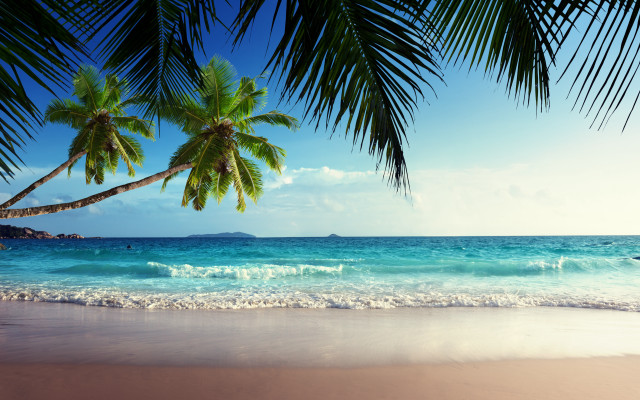 Beach palm tree ocean boat free wallpaper - medium preview image