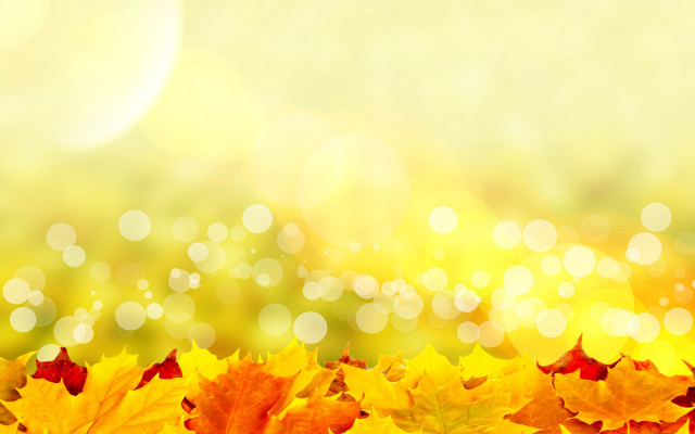 Autumn leaves blurry background fujiwara free wallpaper - medium preview image