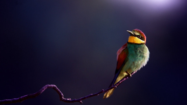 Colorful bird moon branch purple free wallpaper - medium preview image