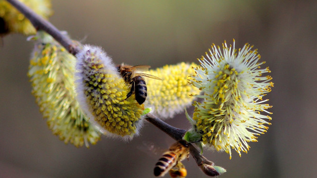 Bee branch yellowflowers macro ecological free wallpaper - medium preview image
