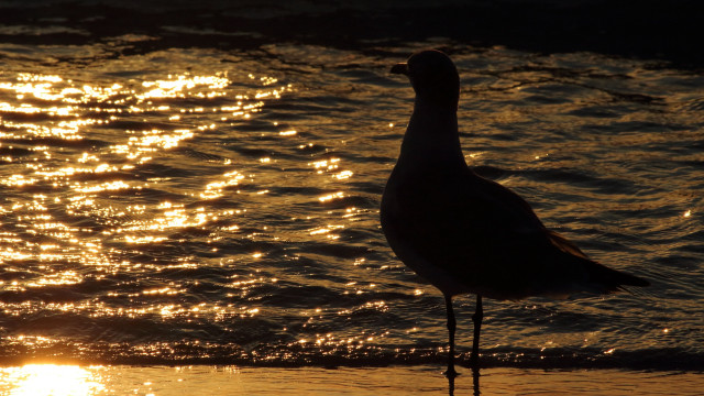 Bird beach sunset reflection silhouette free wallpaper - medium preview image
