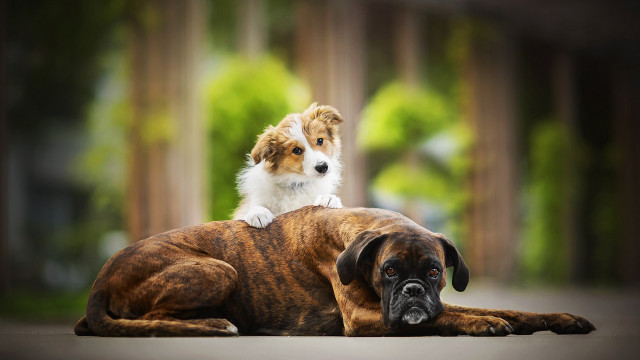 Dog puppy park sitting blurry free wallpaper - medium preview image