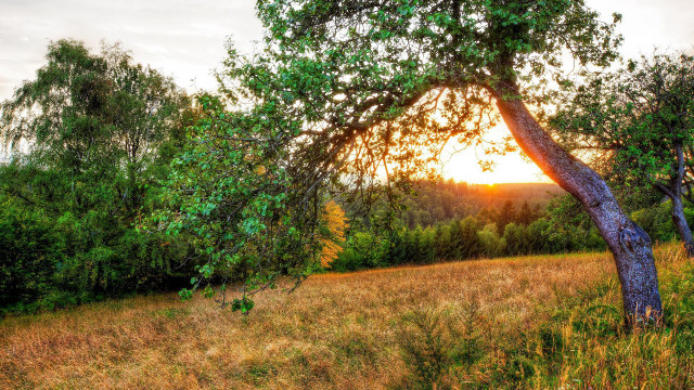 Tree sunset field foreground bush free wallpaper - medium preview image