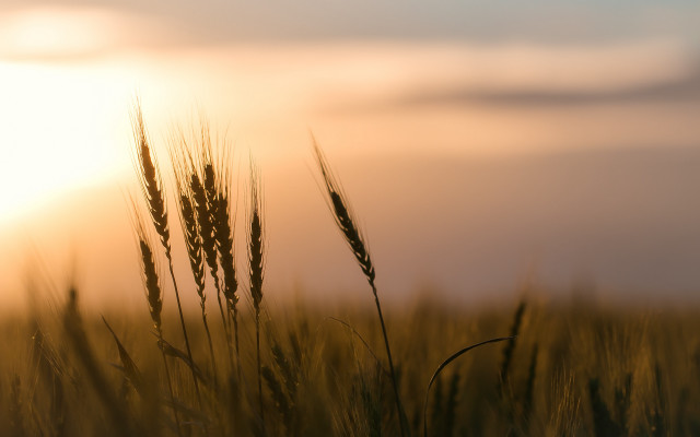 Field grass sunset clouds tiltshift free wallpaper - medium preview image