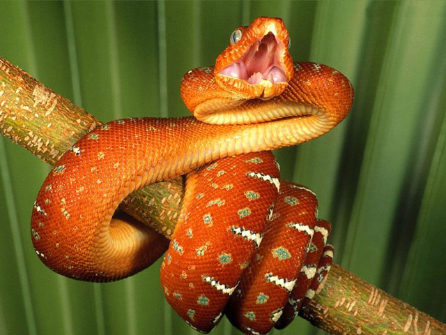 Cobra snake mouth open tongue free wallpaper - medium preview image