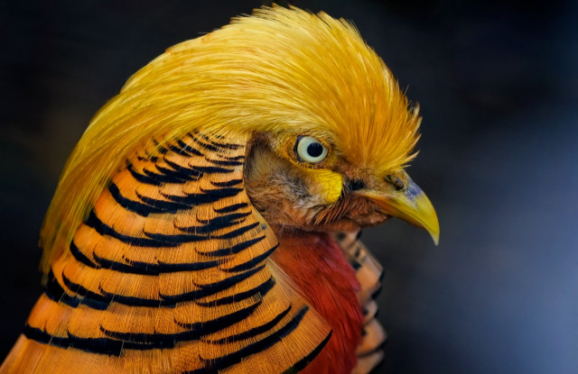 Bird closeup yellow black feathers free wallpaper - medium preview image