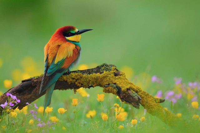 Colorful bird flowers grass field free wallpaper - medium preview image