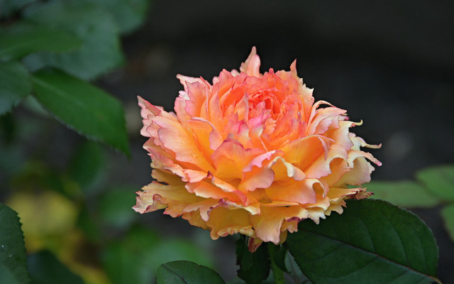 Orange flower green leaves dark free wallpaper - medium preview image