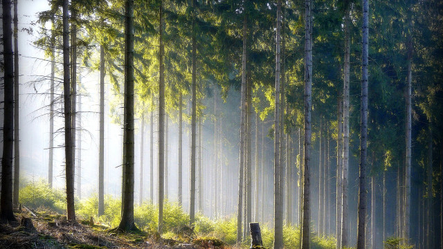 Foggy forest bench nature matte free wallpaper - medium preview image