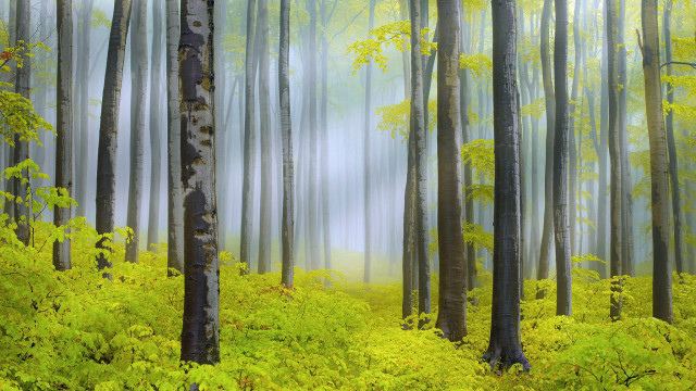 Bamboo forest sunlight nature path free wallpaper - medium preview image
