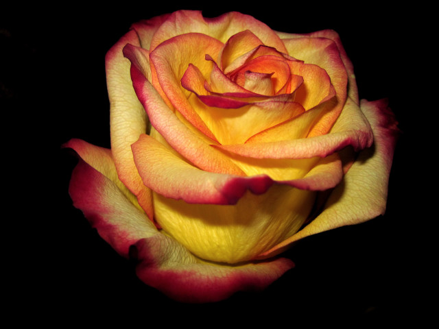 Yellow red rose black background free wallpaper - medium preview image