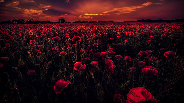Red flower field sunset cloudy #2 free wallpaper - medium preview image