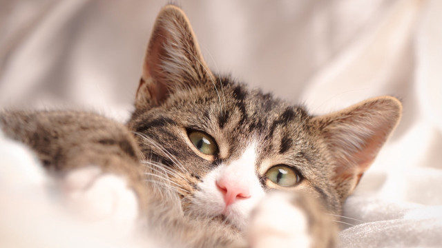 Cat white blanket open eyes free wallpaper - medium preview image