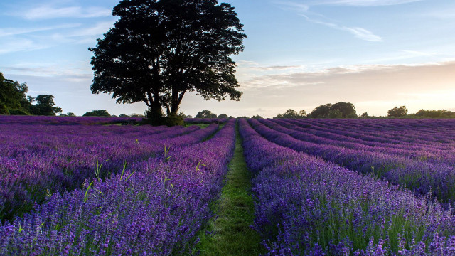 Lavender field lone tree sunset #3 free wallpaper - medium preview image