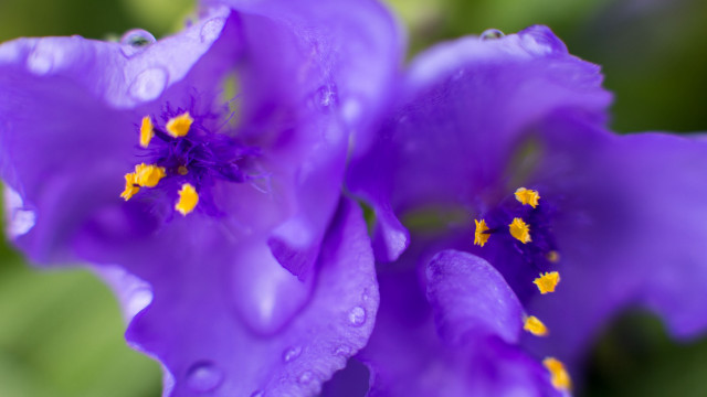 Purple flower water drops macro free wallpaper - medium preview image