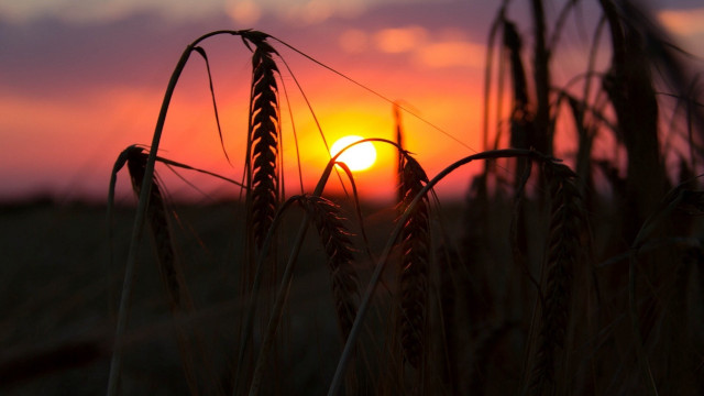 Sunset wheat field blurry silhouette #2 free wallpaper - medium preview image