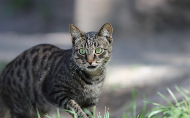 Cat green eyes grass blurry free wallpaper - medium preview image