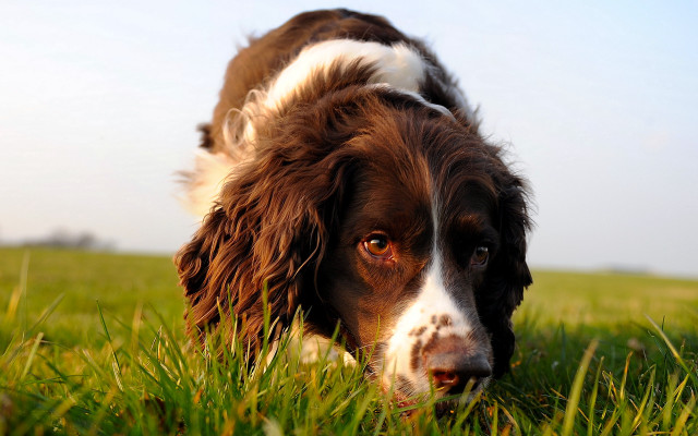 Dog grass distant blurry bush free wallpaper - medium preview image