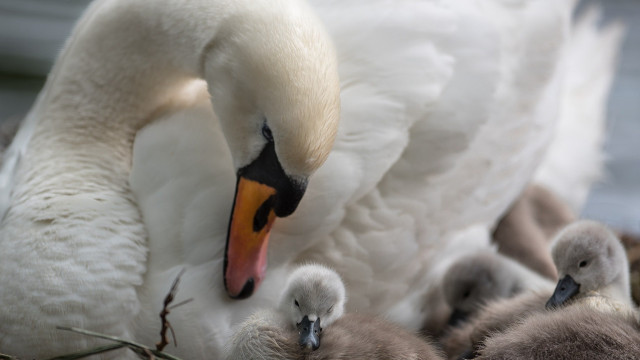 Swan nest water edge open free wallpaper - medium preview image